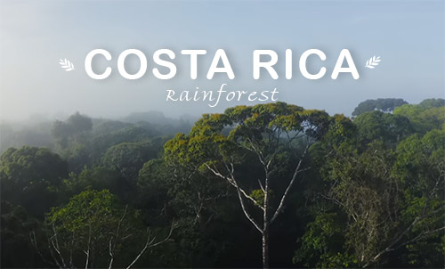 Costa Rica Rainforest